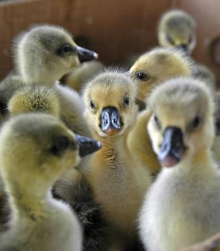 Flauschige Entenküken